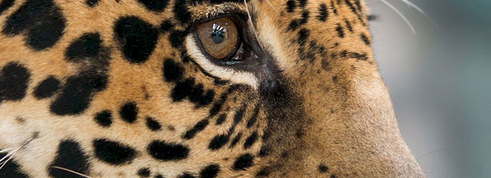 Audubon Zoo : SAVE 10%